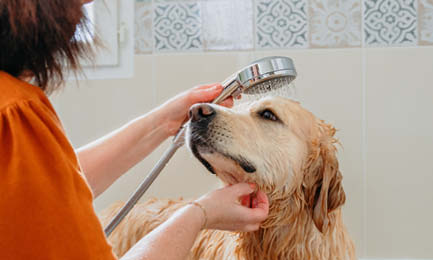 Dermatologiske Univers