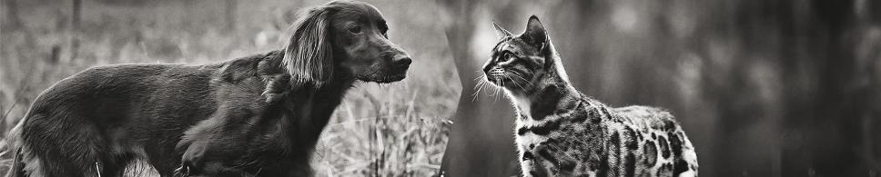 Her finder du gode råd om ernæring