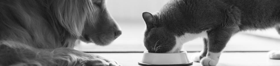 Ernæring til kødædere