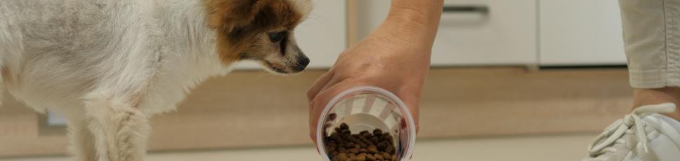 Din hund er blevet neutraliseret…