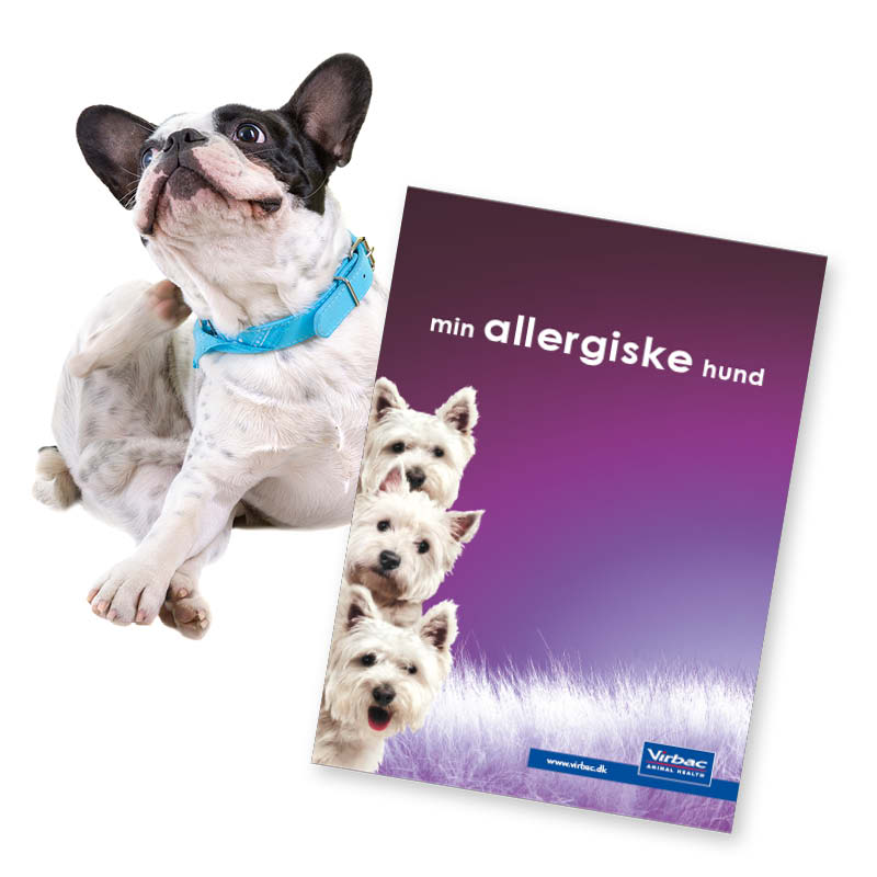 Sådan finder du ud af om hund allergi