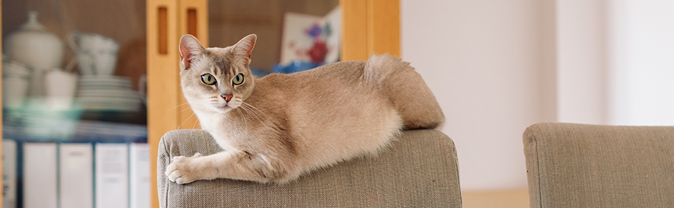 Ville du vide, hvis din kat var stresset? 