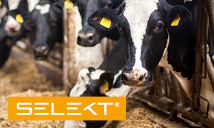 Selekt_teaser_foto.jpg