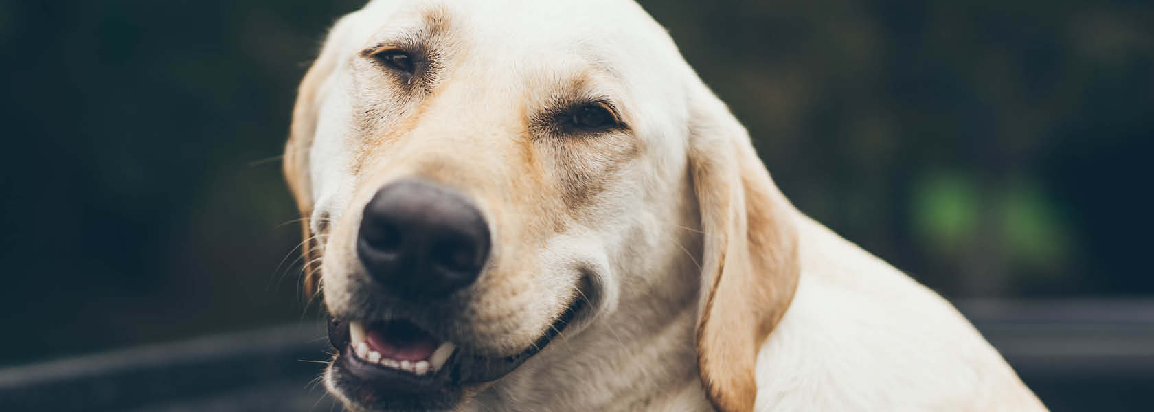 klinke uhøjtidelig Taknemmelig Er du (helt) sikker på, at din hund er glad?