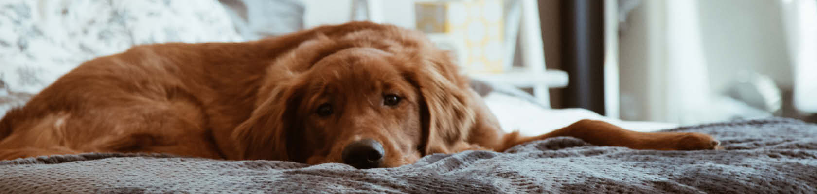 sorg definitive I modsætning til Utryghed og stress hos hund