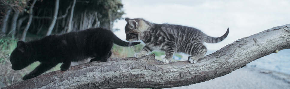 Teaser_banner_968x300px_kattekilling2.jpg