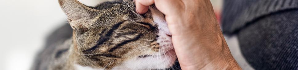 Trygt hjem til din kat