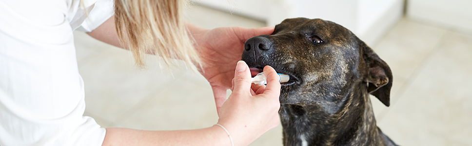 Nyretilskud til hund og kat