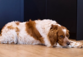 Hund ligger på gulv og ser trist ud