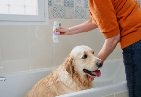 Dog_Allerderm shampoo_taking a bath_indoor_with petowner_advice