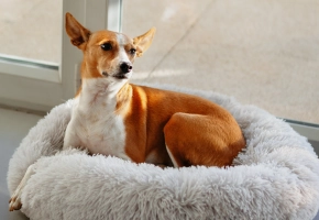 Dog indoor