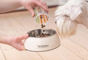 Dog looking at HPM food