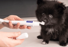 Dog_ small dog sniffing a toothbrush with pet toothpaste_in clinic_with vet_advice