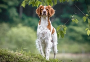 brittany spaniel female dog