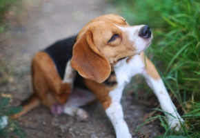 Dog Beagle itching outdoor on grass