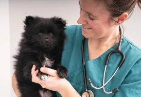 Puppy with Vet