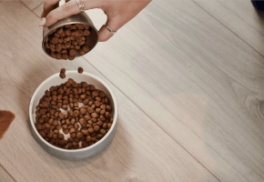 Dog eating indoor