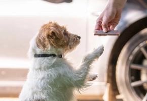 Dog Jack Russel getting Veggiedent
