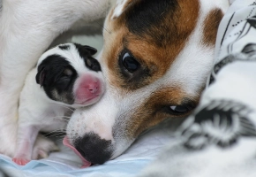 dog with new born puppy