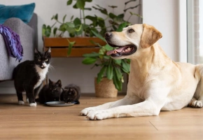 Dog Cat and kittens indoor