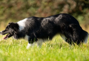 Dog outside on grass