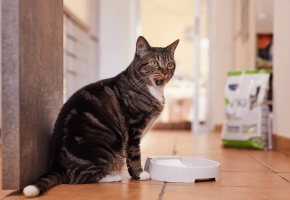 Cat_HPM Neutered_licking its lips_indoor_alone_advice