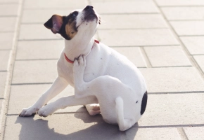 White dog itching outdoor on tiles