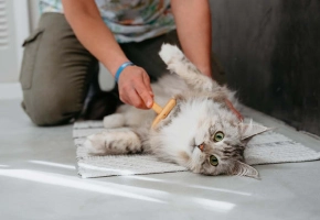 Cat with owner indoor grooming
