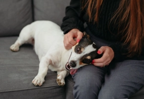Woman petting a happy Jack Russell Terrier lying on a gray sofa.