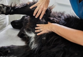 Dog with VET dermal examination