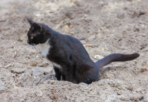 Cat outside in sand