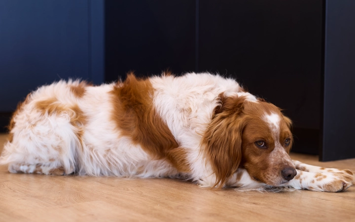 Hund ligger på gulv og ser trist ud