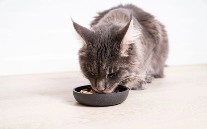 Fluffy gray cat eating from a black food bowl on a light wooden floor.