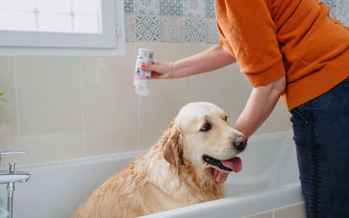 Dog_Allerderm shampoo_taking a bath_indoor_with petowner_advice