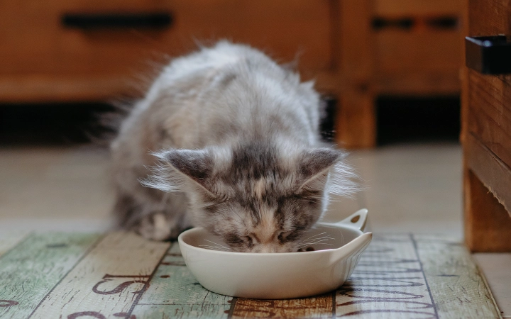 Kitten_eating_indoor_alone_advice