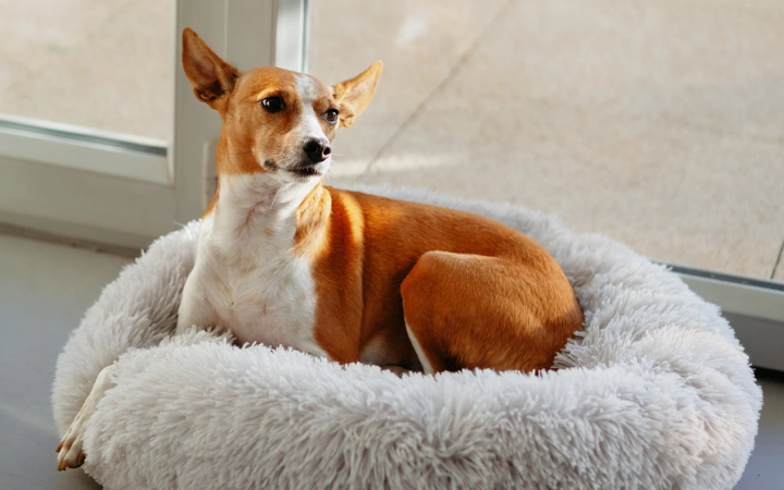 Dog indoor