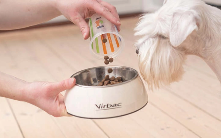 Dog looking at HPM food
