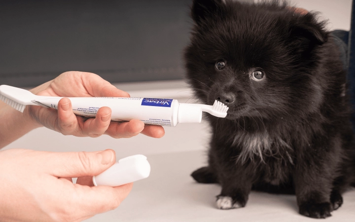 Dog_ small dog sniffing a toothbrush with pet toothpaste_in clinic_with vet_advice