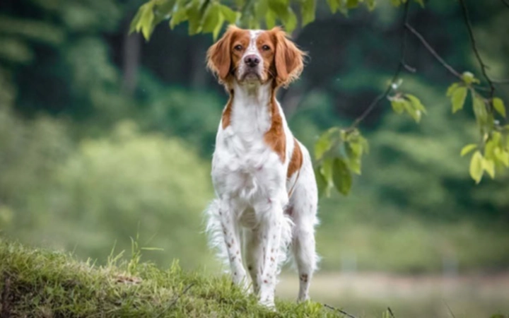 brittany spaniel female dog