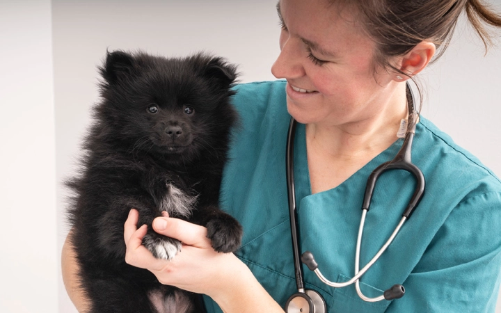 Puppy with Vet