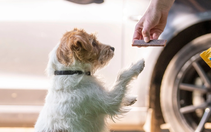 Dog Jack Russel getting Veggiedent