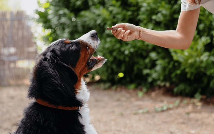 Dog_Veggiedent_Person giving the chew to a large dog_outdoor_with petowner_advice