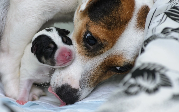 dog with new born puppy