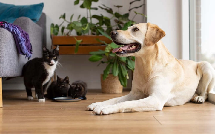 Dog Cat and kittens indoor