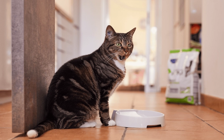 Cat_HPM Neutered_licking its lips_indoor_alone_advice