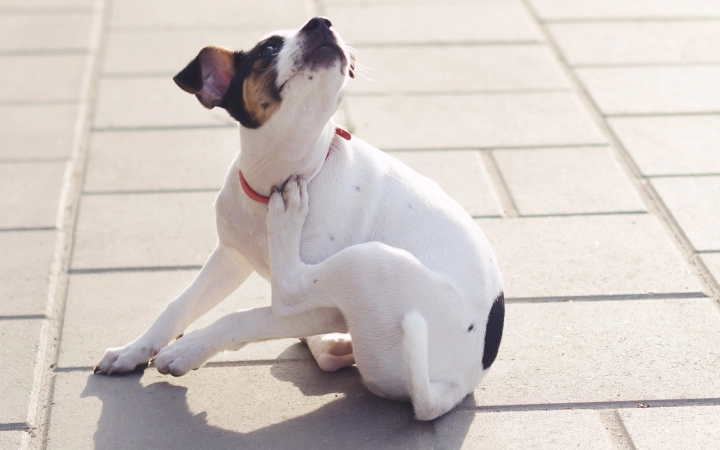 White dog itching outdoor on tiles