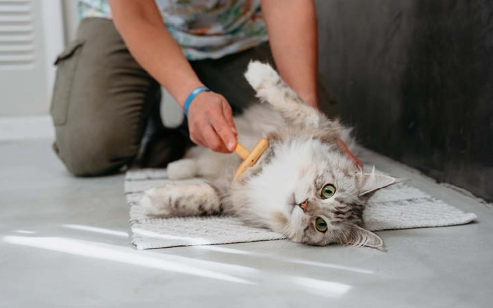 Cat with owner indoor grooming