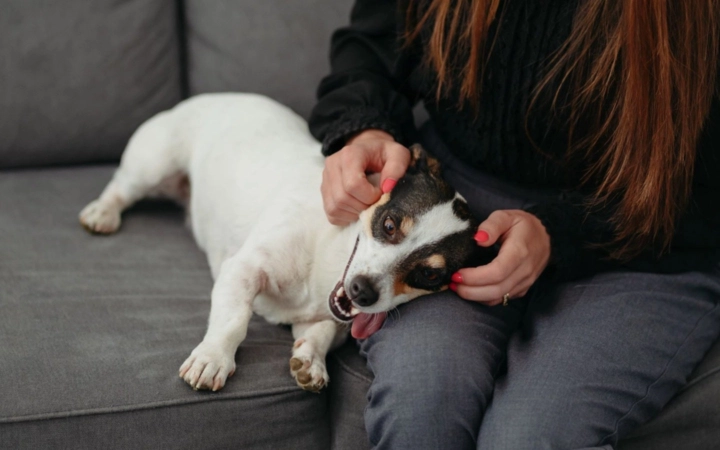 Woman petting a happy Jack Russell Terrier lying on a gray sofa.