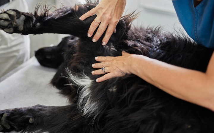 Dog with VET dermal examination