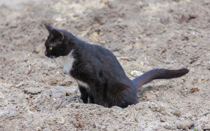 Cat outside in sand
